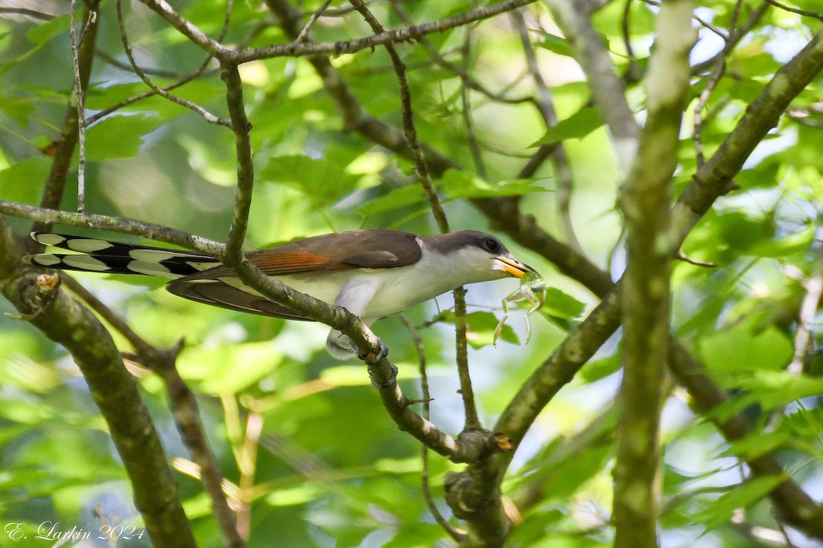 Yellow-billed Cuckoo - ML620505178