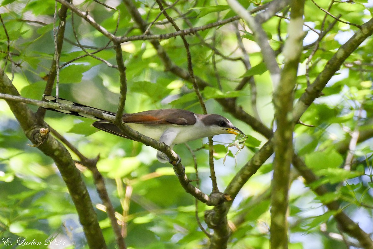 Yellow-billed Cuckoo - ML620505179