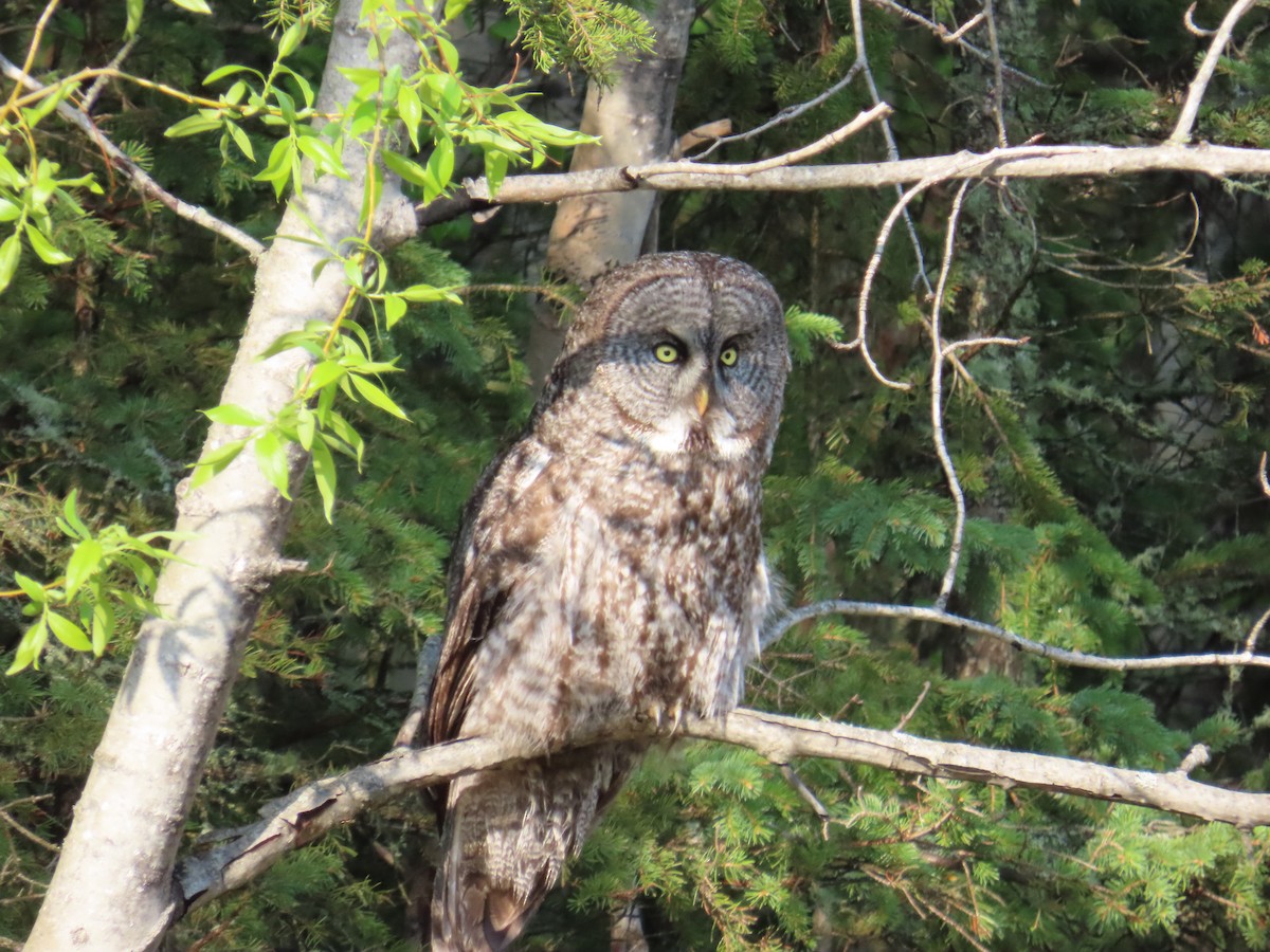 Great Gray Owl - ML620505181