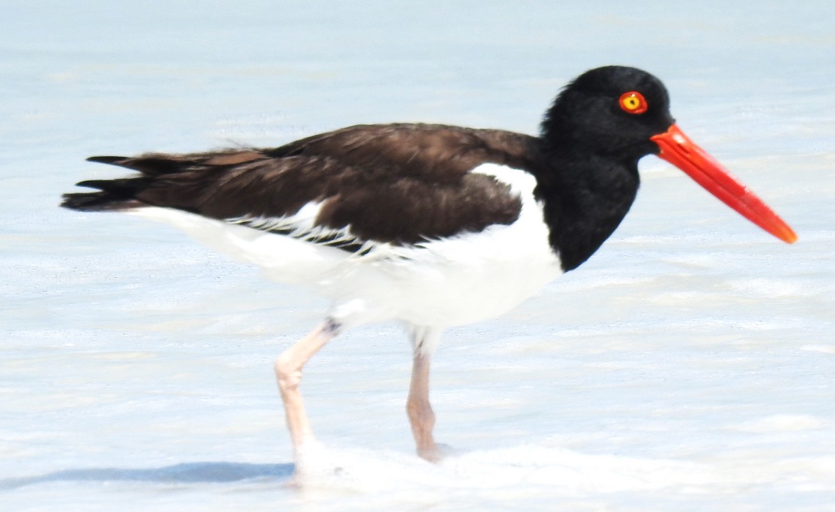 American Oystercatcher - ML620505185