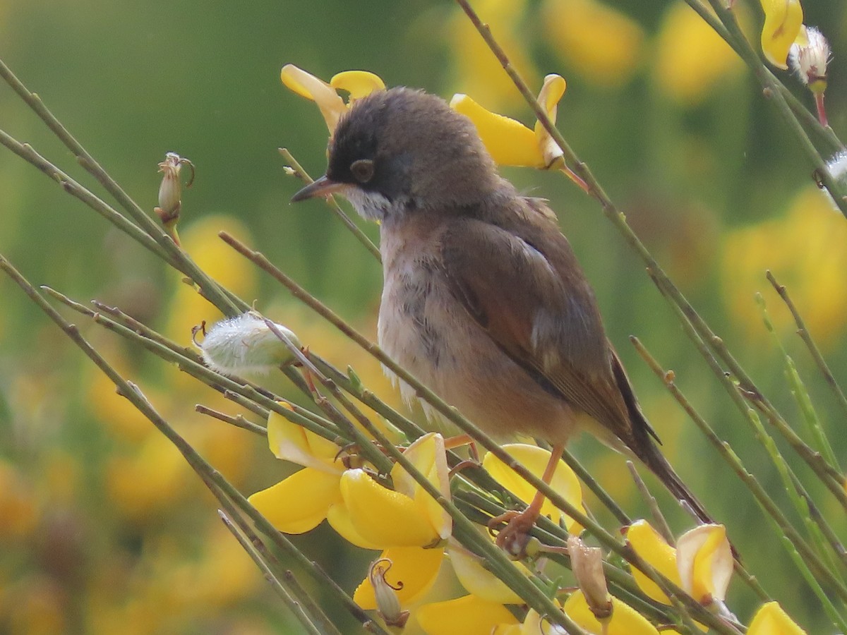 Spectacled Warbler - ML620505191