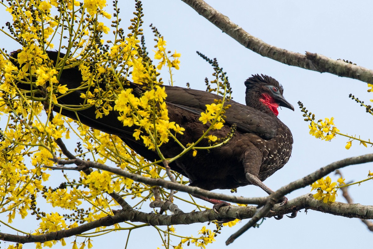 Crested Guan - ML620505193