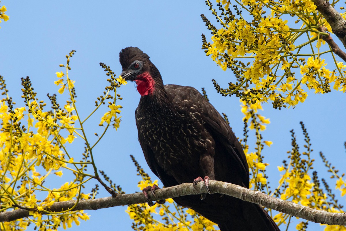 Crested Guan - ML620505204