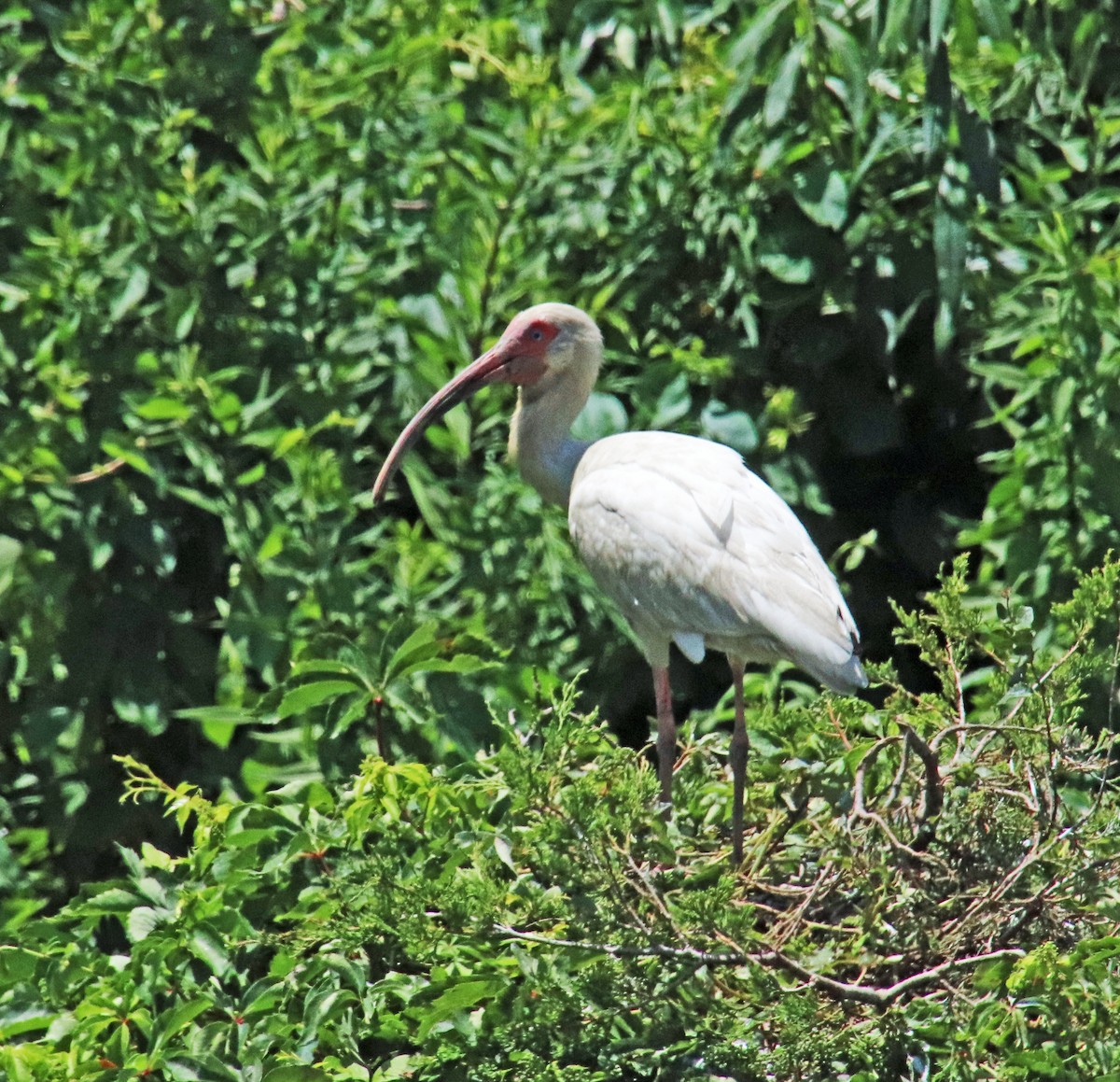 Ibis blanc - ML620505207