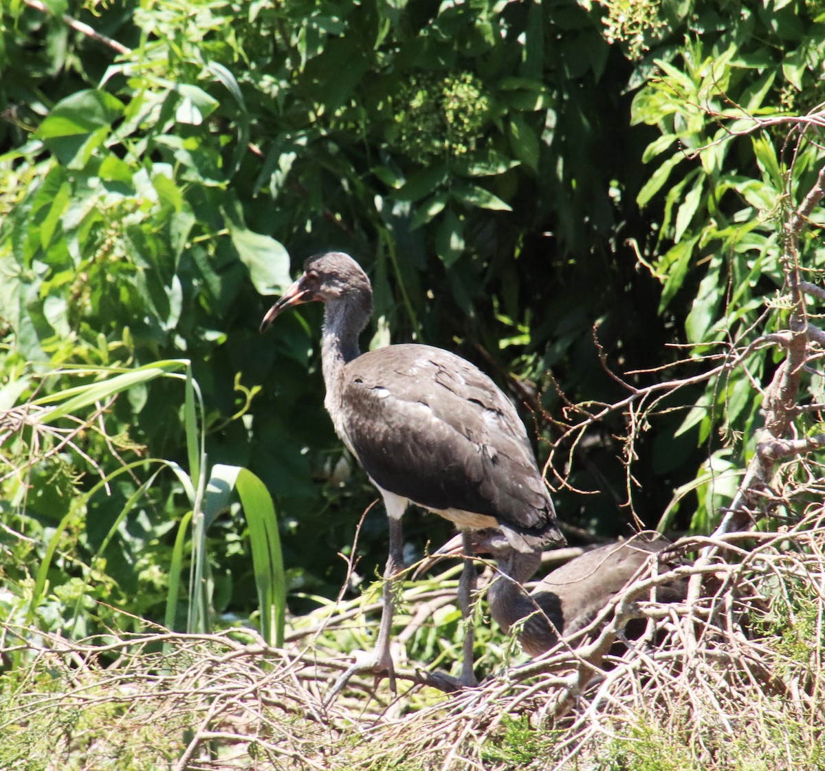 White Ibis - ML620505209