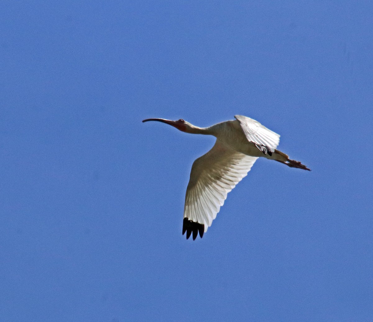 White Ibis - ML620505210