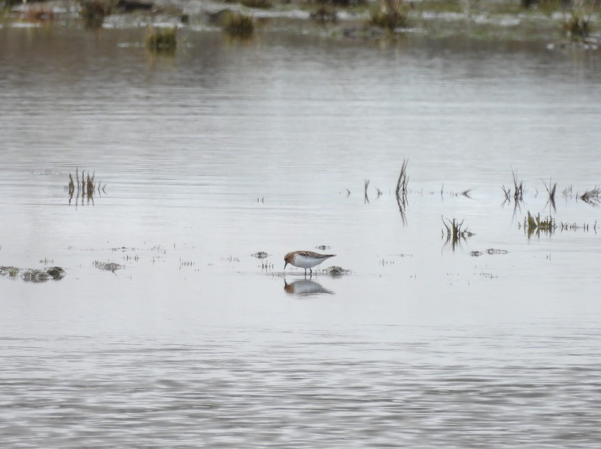 rødstrupesnipe - ML620505212