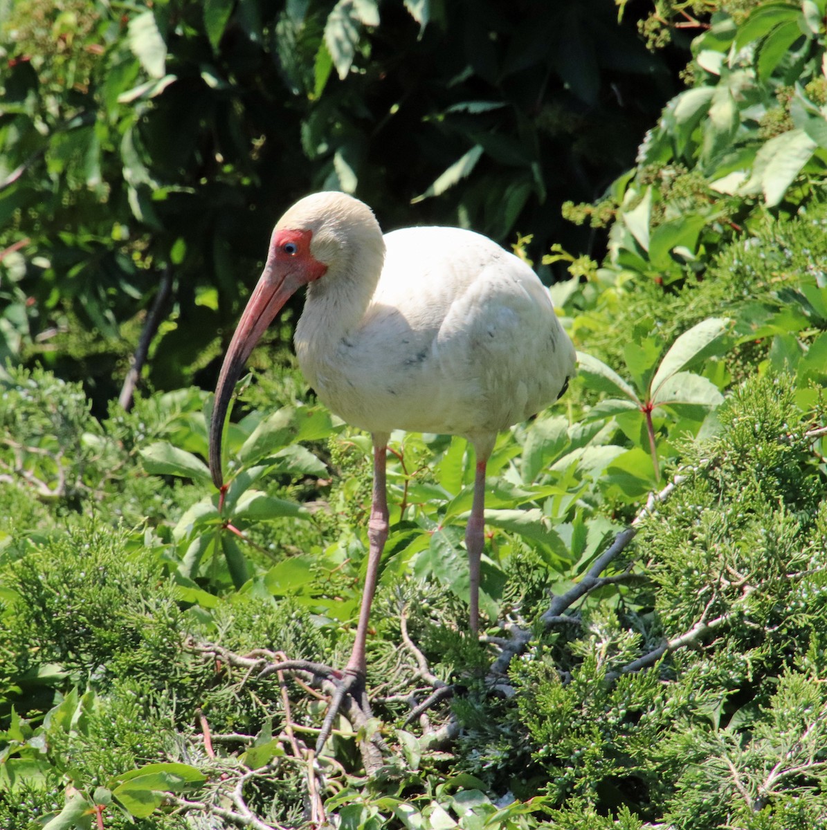 White Ibis - ML620505214