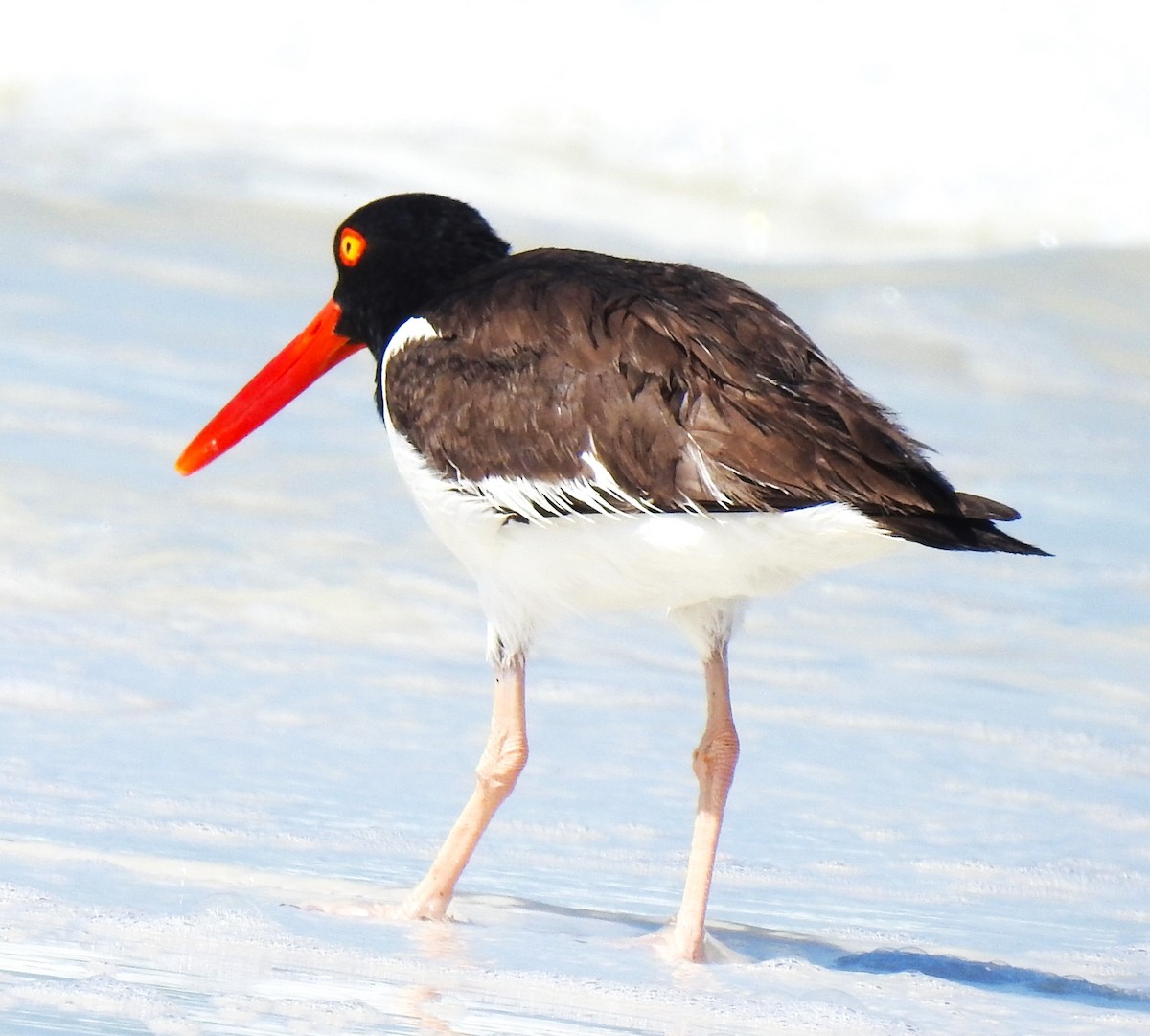 American Oystercatcher - ML620505217