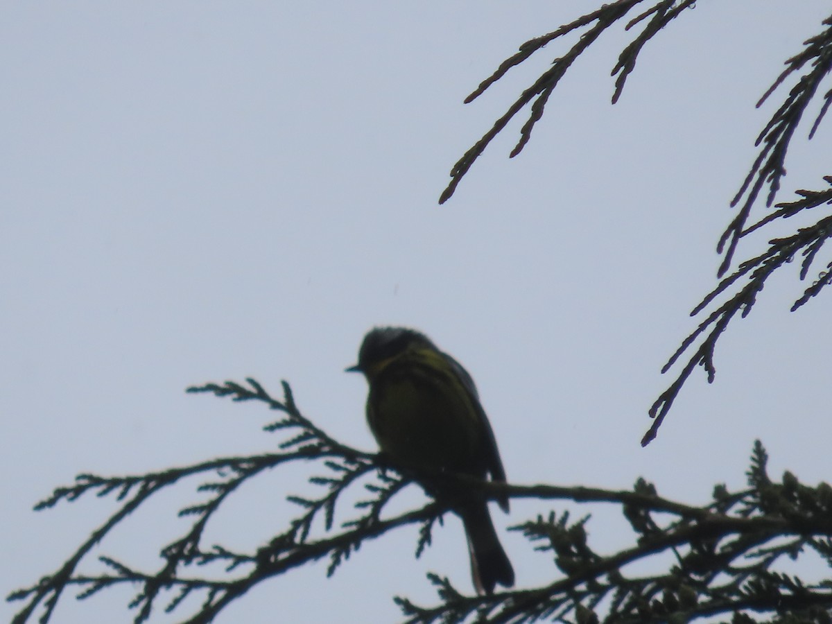 Magnolia Warbler - ML620505218