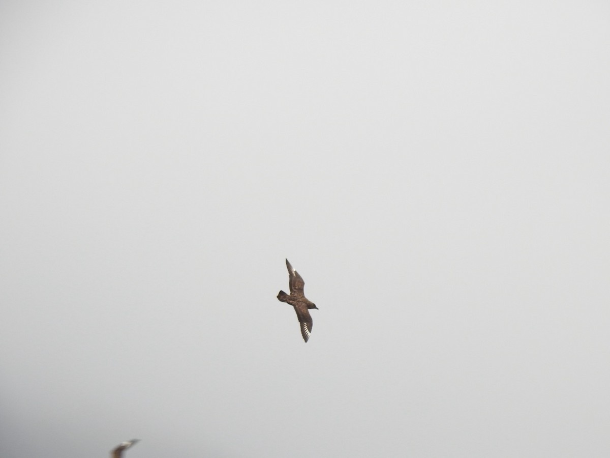 Great Skua - ML620505223