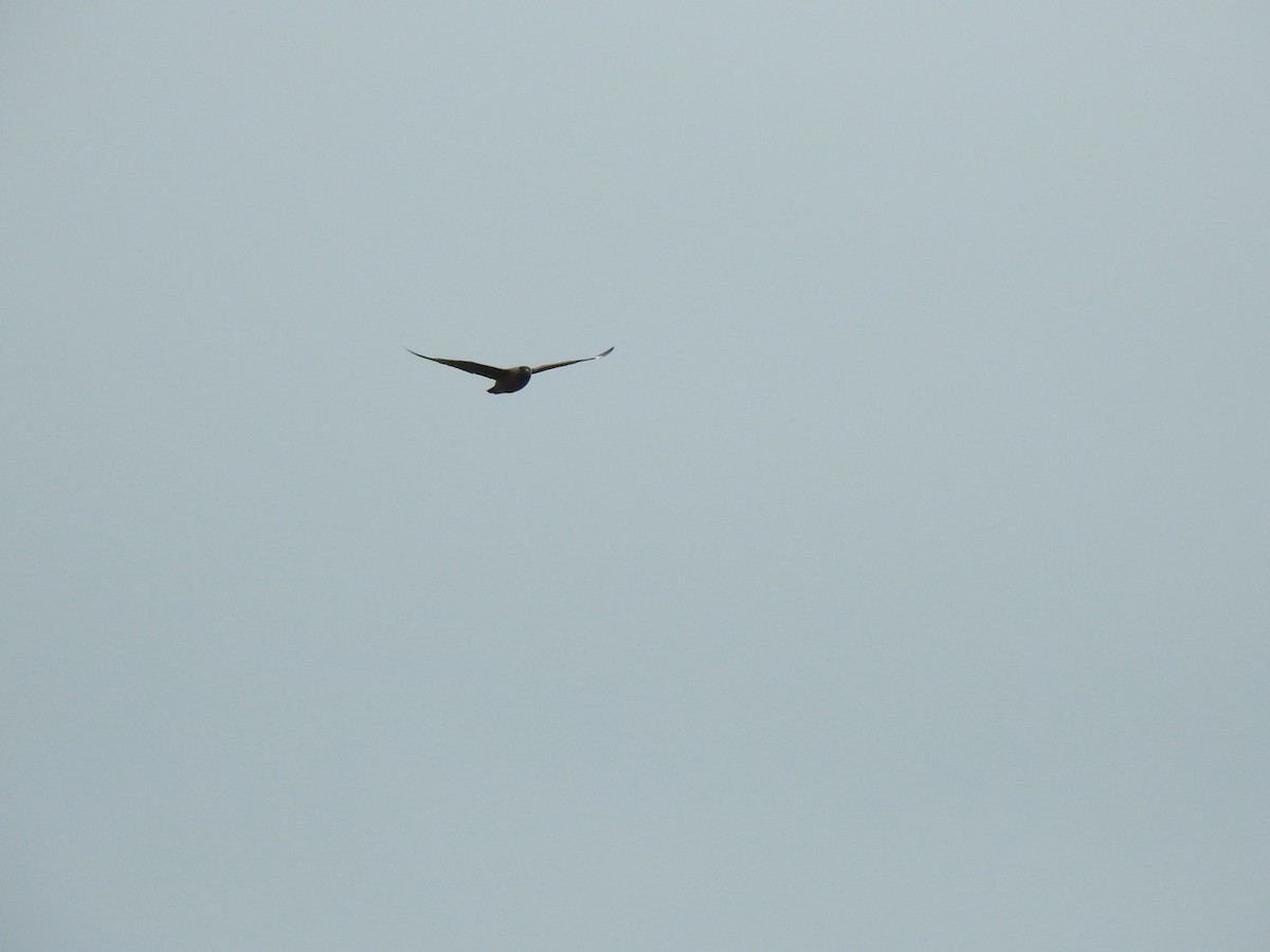 Great Skua - ML620505224