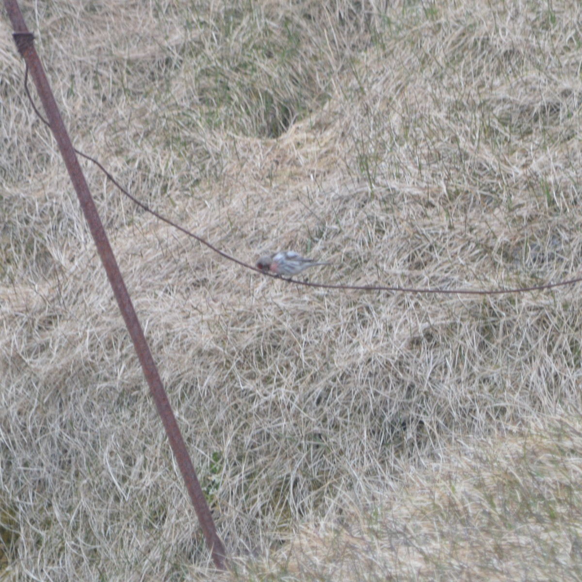 Common Redpoll - ML620505225