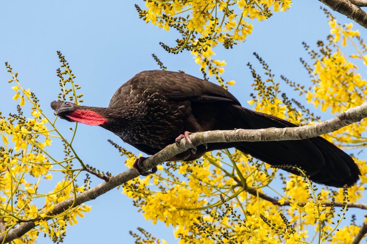 Crested Guan - ML620505236