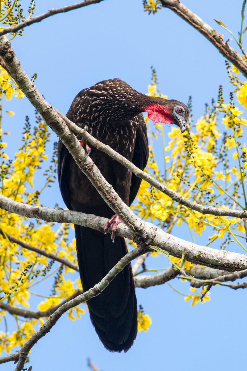 Crested Guan - ML620505237