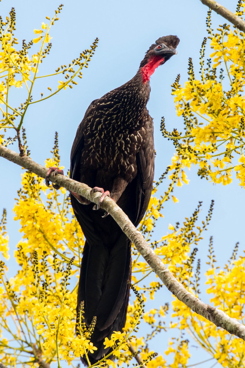 Crested Guan - ML620505238