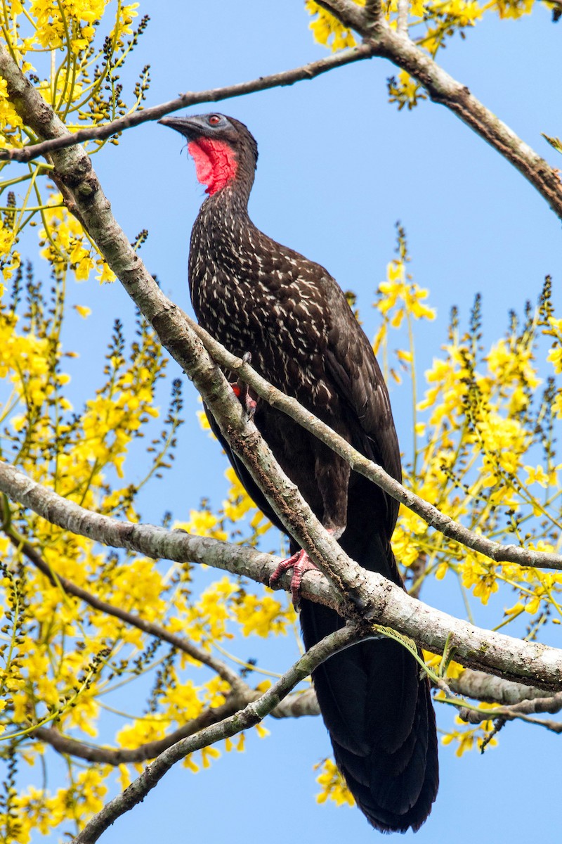 Crested Guan - ML620505239