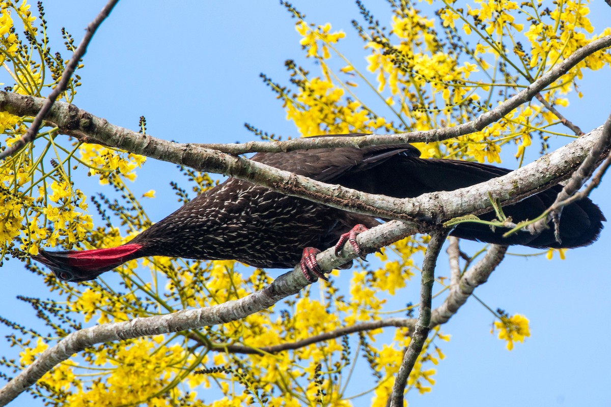 Crested Guan - ML620505240