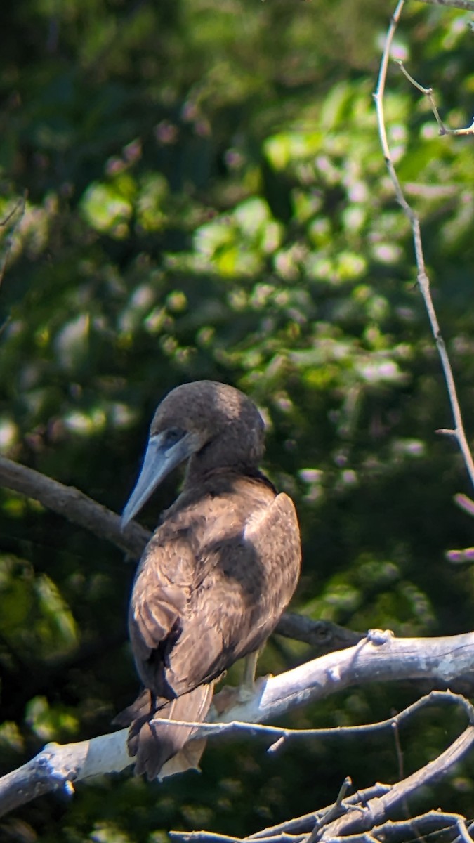 Brown Booby - ML620505243