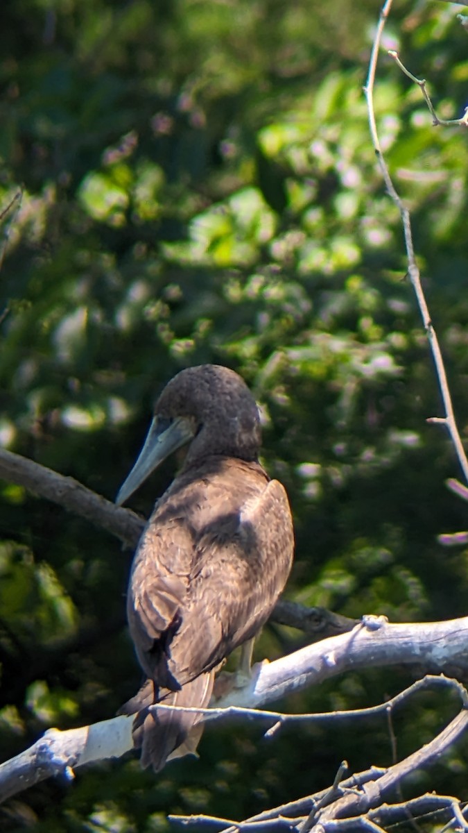Brown Booby - ML620505244