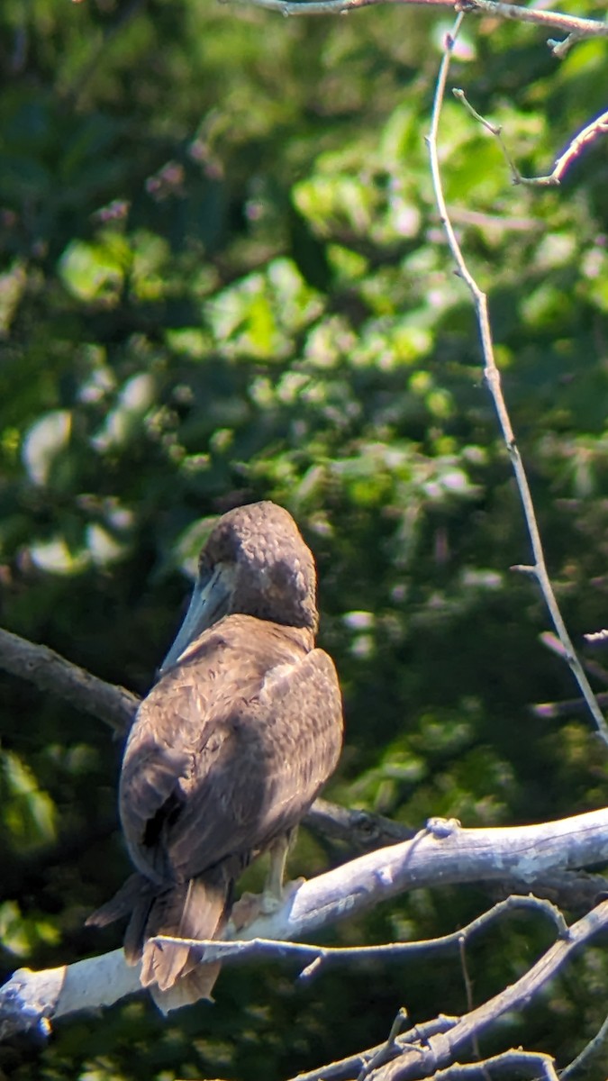 Brown Booby - ML620505246