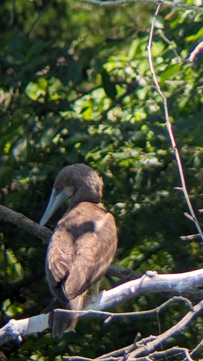 Brown Booby - ML620505248
