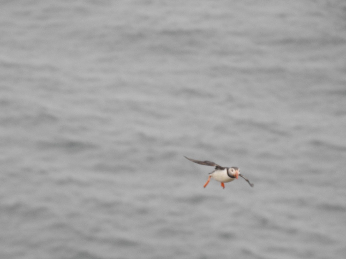 Atlantic Puffin - ML620505256