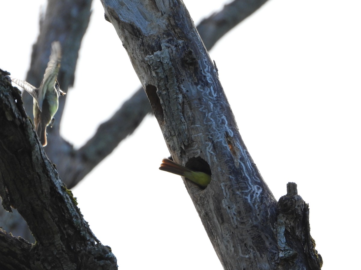 Great Crested Flycatcher - ML620505259