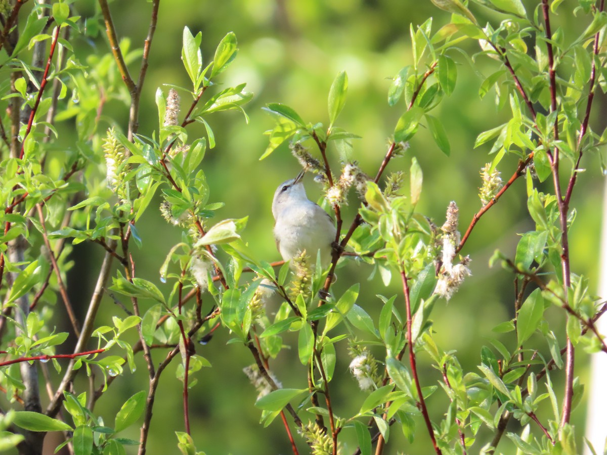 Tennessee Warbler - ML620505260