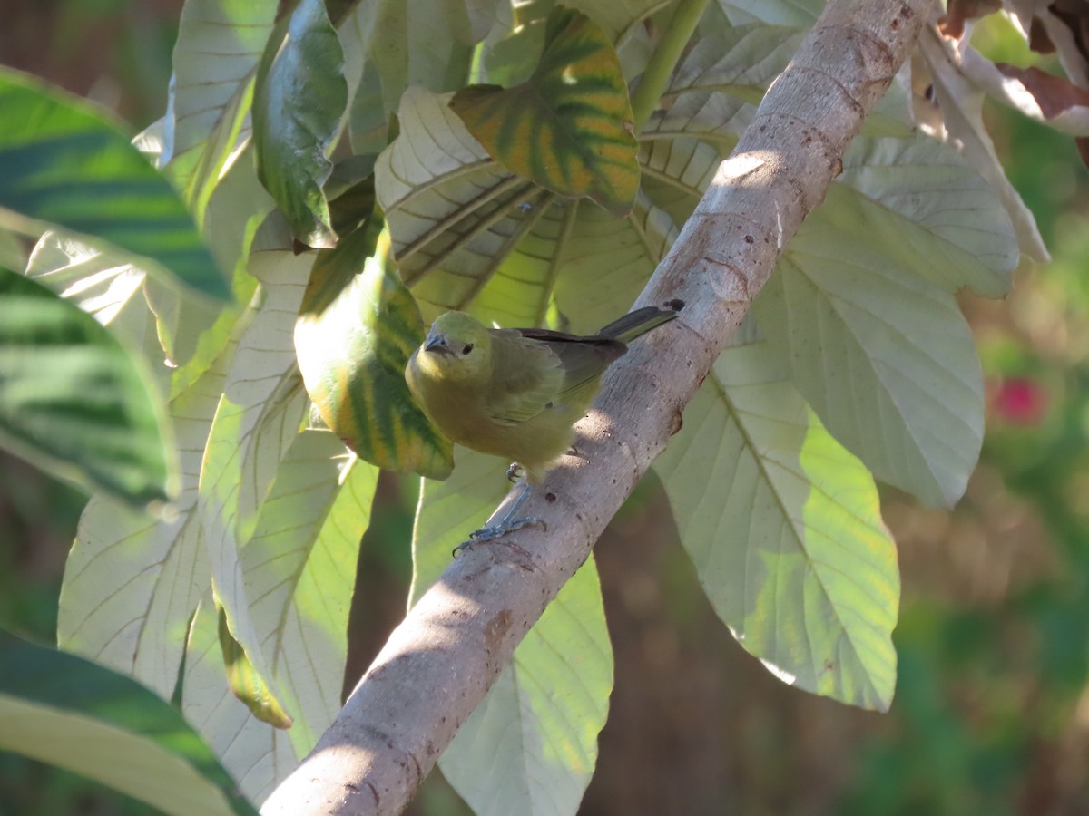 Tangara Palmera - ML620505263