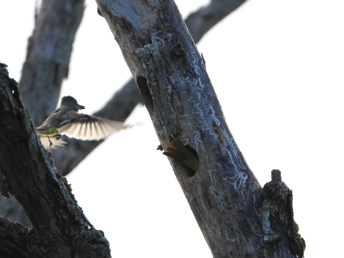 Great Crested Flycatcher - ML620505264