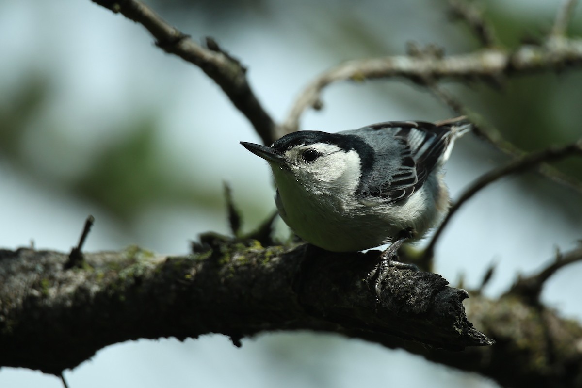 White-breasted Nuthatch - ML620505265