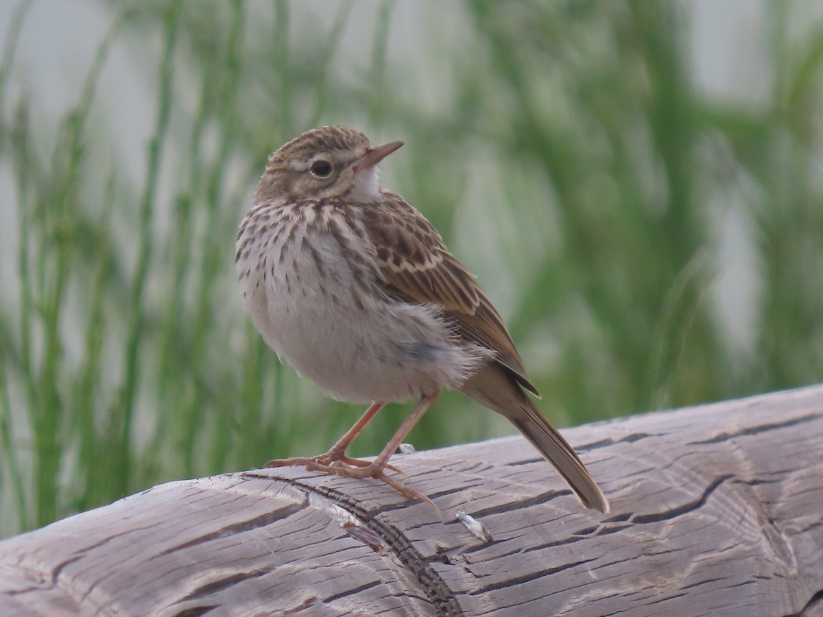 Berthelot's Pipit - ML620505267