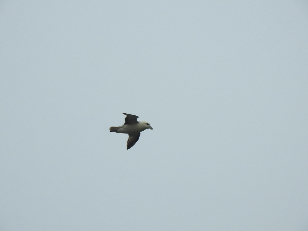 Northern Fulmar (Atlantic) - ML620505268