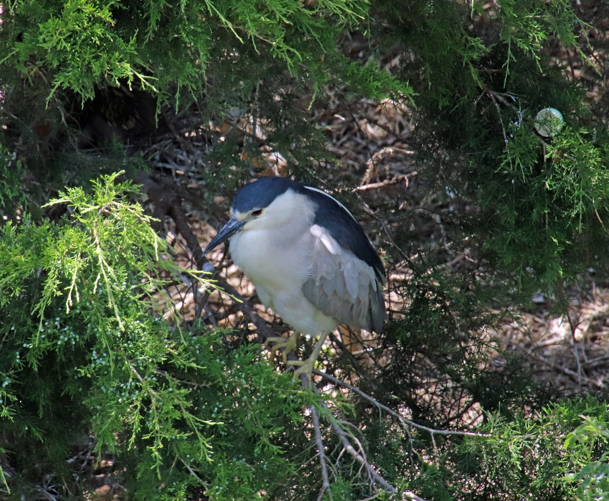 Black-crowned Night Heron - Tom Nolan