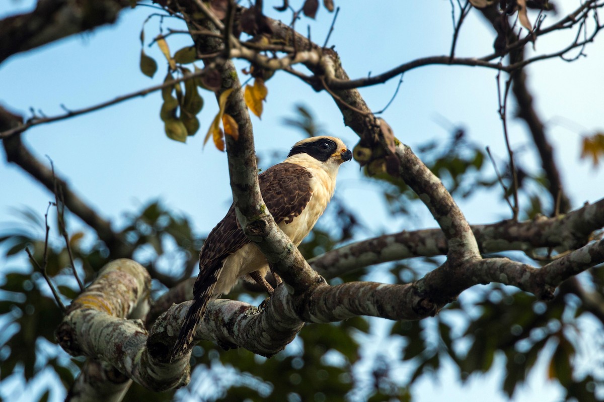 Laughing Falcon - ML620505281