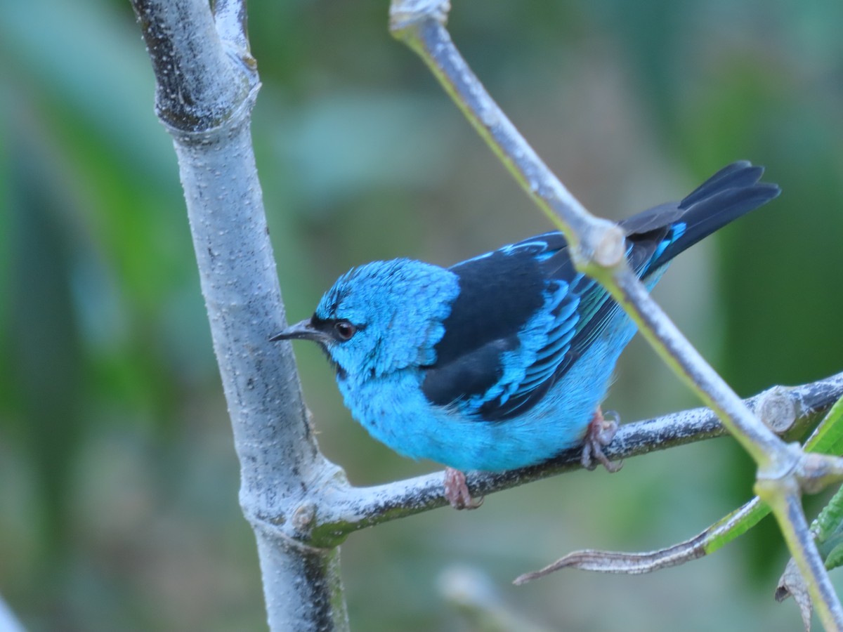 Blue Dacnis - ML620505282