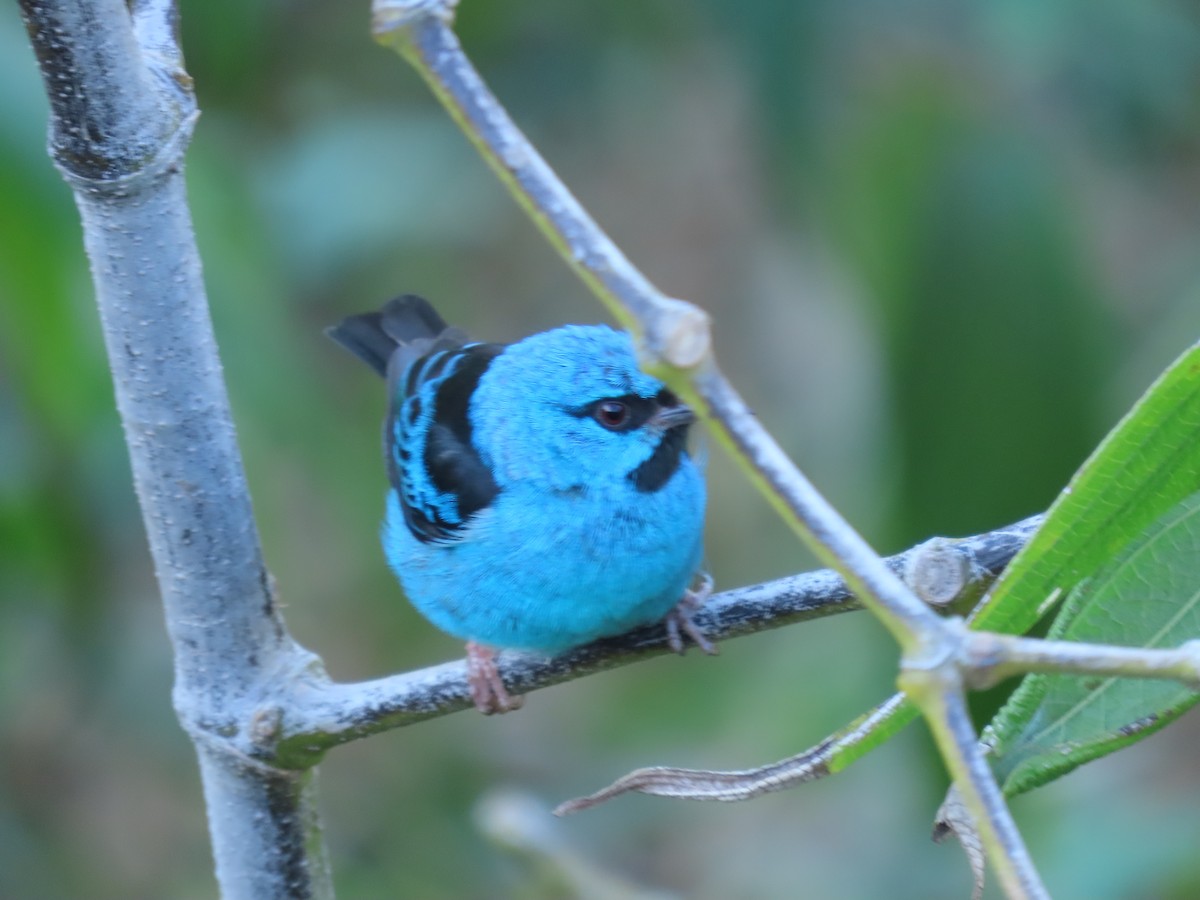 Blue Dacnis - ML620505287