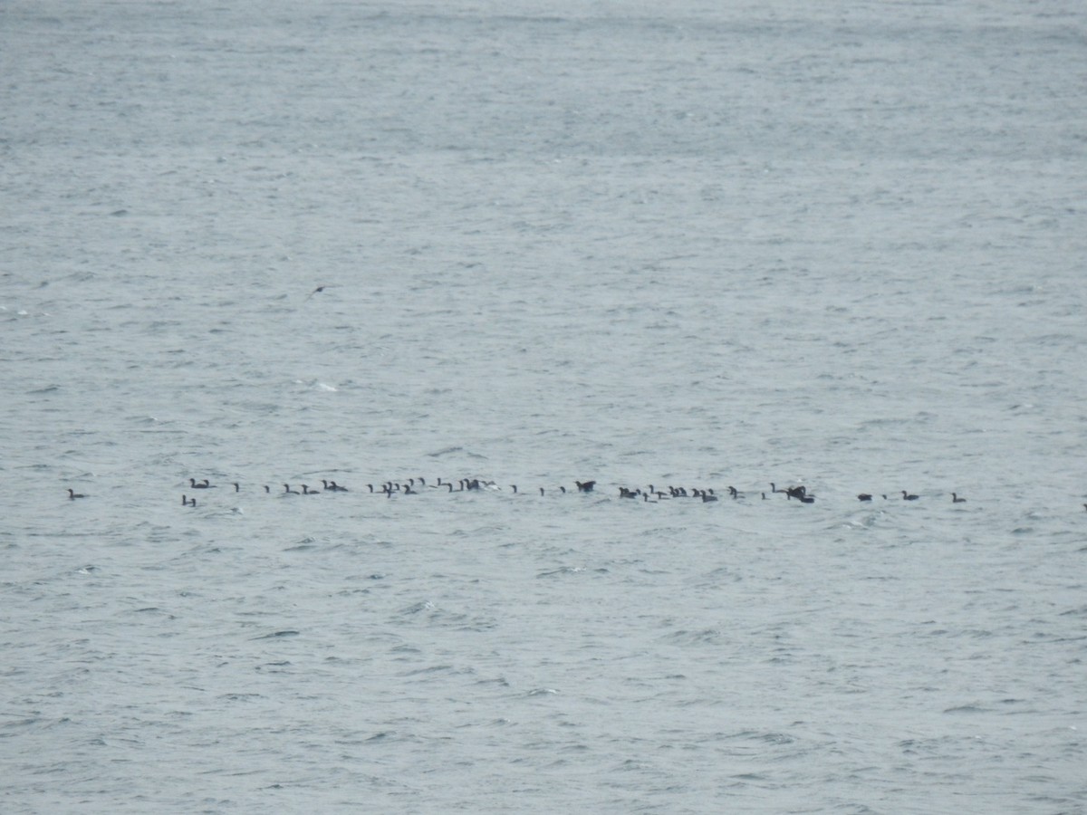 European Shag (Atlantic) - ML620505289