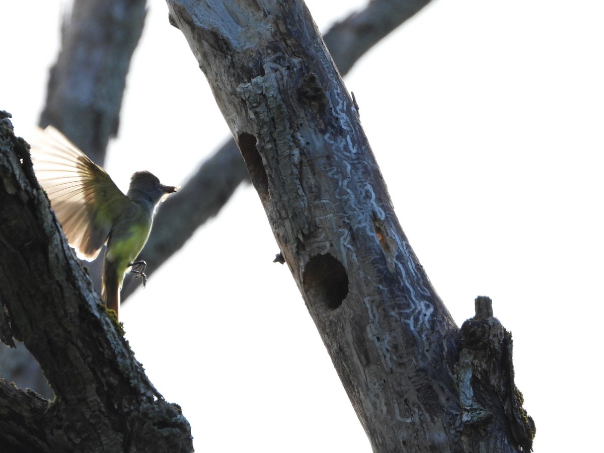 Great Crested Flycatcher - ML620505290