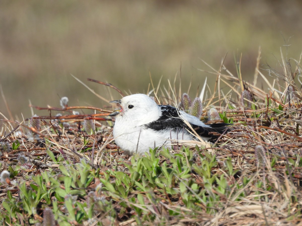 Snow Bunting - ML620505291