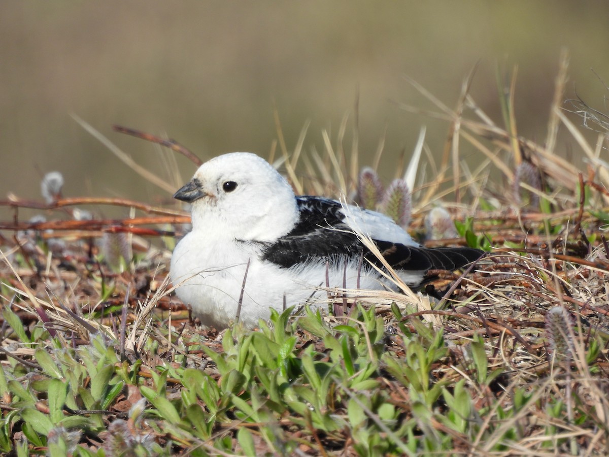 Snow Bunting - ML620505292