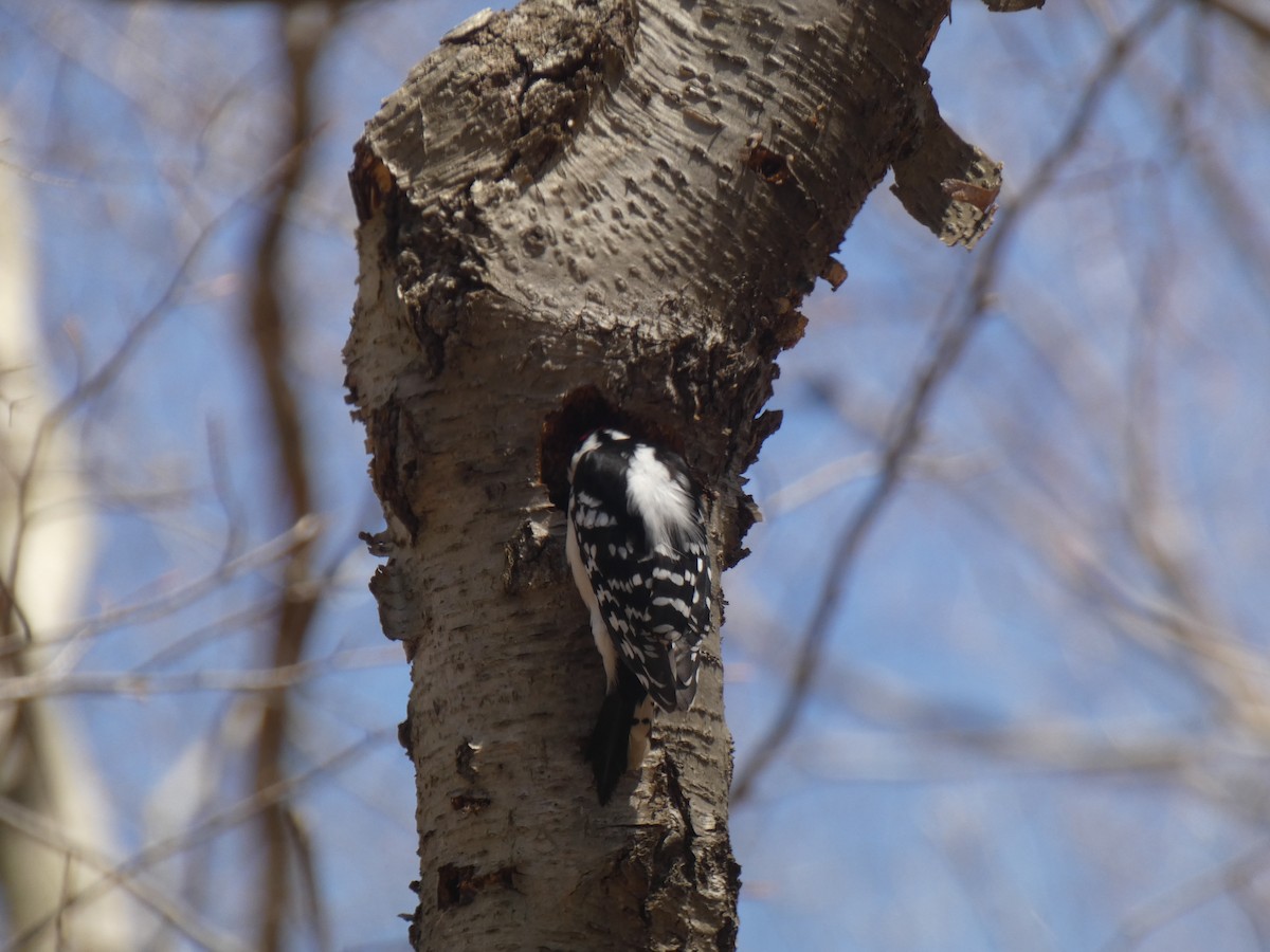 Downy Woodpecker (Eastern) - ML620505297