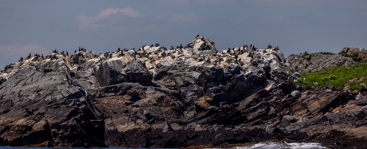 Cormorán Orejudo - ML620505300