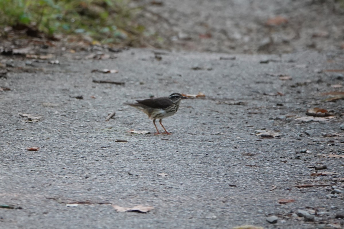 Louisiana Waterthrush - ML620505308