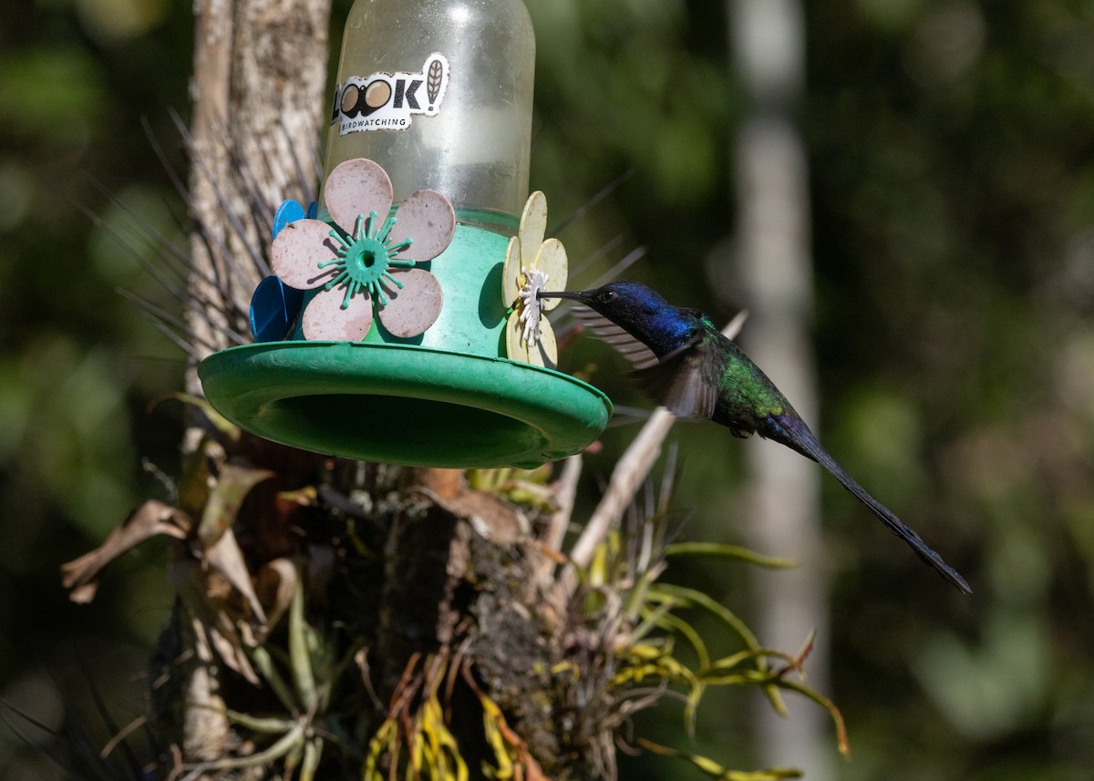 Swallow-tailed Hummingbird - ML620505309
