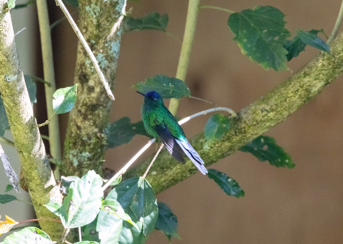 Violet-capped Woodnymph - ML620505315