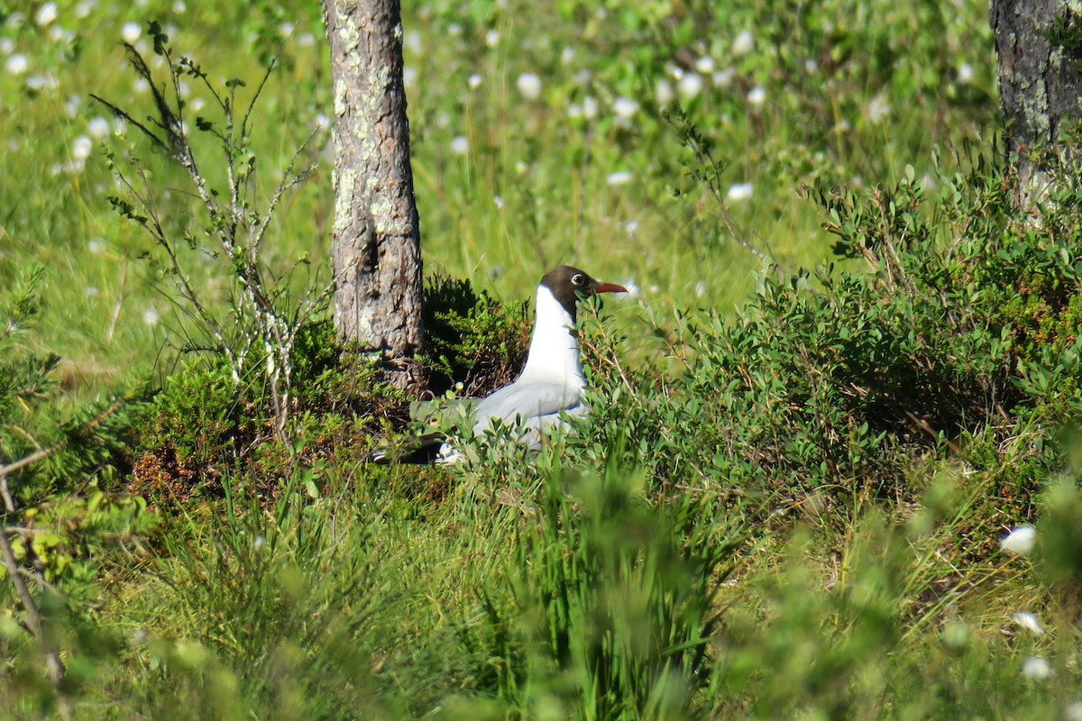 Black-headed Gull - ML620505345