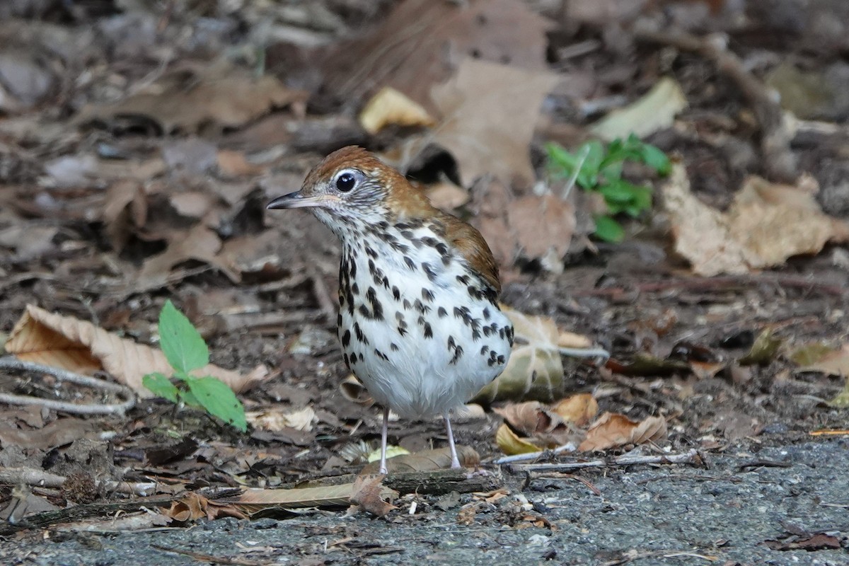 Wood Thrush - ML620505346