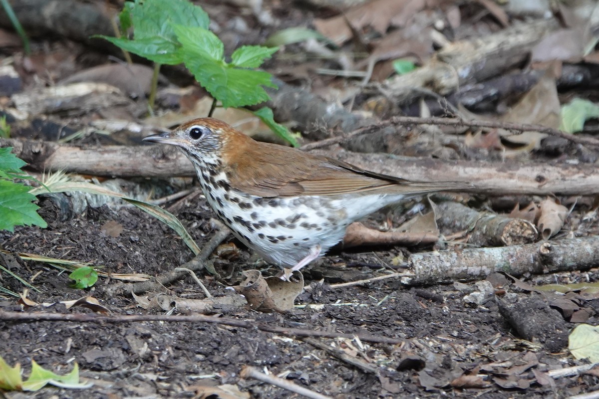 Wood Thrush - ML620505348